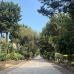 خرید زمین در شهرک کاج محل ایزدشهر