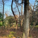 خرید زمین ساحلی شهرک فردوس رویان