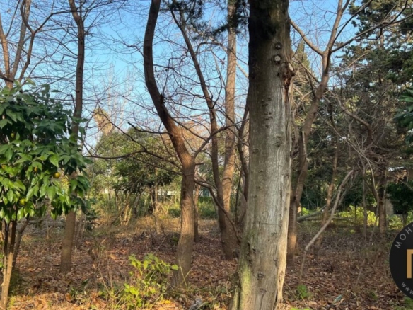 خرید زمین ساحلی شهرک فردوس رویان