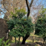 خرید زمین در شهرک فردوس رویان