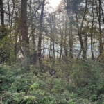 خرید زمین 2000 متری در شهرک امیردشت کلارآباد